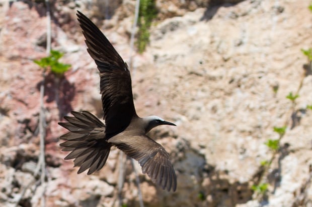 A brown noddy flies over Sombrero Island last year.