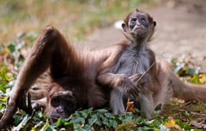 Frankfurt am Main, Germany. Long-haired spider monkeys sit in their enclosure at a zoo