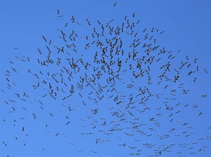 Storks fly over the town of Faitroun, north-east of the capital Beirut, Lebanon.