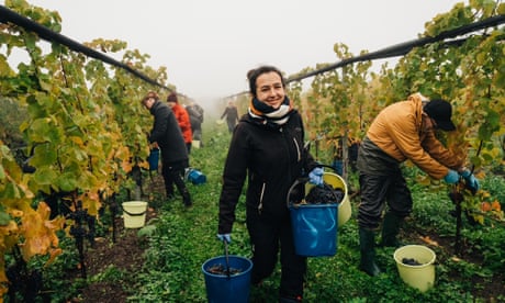 Cosecha de uvas en Kullabergs Vingård, Suecia