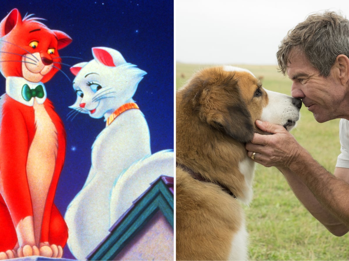 Watch the fur fly: why cat films are better than dog films | Movies | The  Guardian