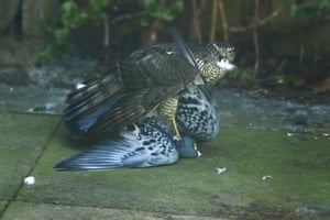 A sparrow hawk attempting to kill a pigeon. The pigeon survived.