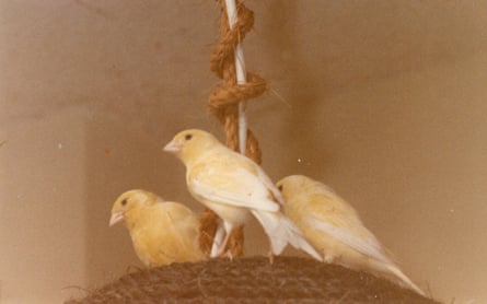 Three canaries sit on top of a ceiling pendant