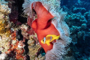 a bright yellow clownfish with white stripes swims across a pinkish-red sea anemone with white tentacles; rocks and coral are in the background