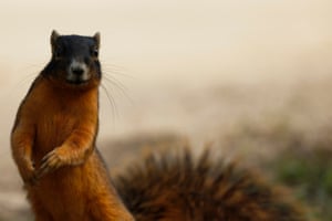 Um esquilo raposa filmado durante a segunda rodada do CME Group Tour Championship no Tiburon Golf Club em Naples, Flórida