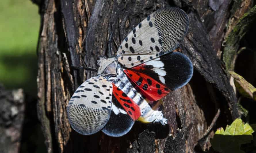 The spotted lanternfly is not native to the US and can cause damage to trees and agricultural crops.