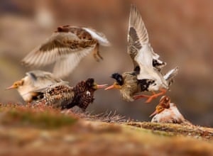 Young wildlife photographers: 11–14 years old winner: <em> Ruffs on display</em> by Ondrej Pelánek (Czech Republic).<br>‘On their traditional lek ground – an area of tundra on Norway’s Varanger Peninsula – territorial male ruffs in full breeding plumage show off their ruffs to each other, proclaiming ownership of their courtship areas. 