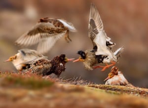 Young wildlife photographers: 11–14 years old winner: <em> Ruffs on display</em> by Ondrej Pelánek (Czech Republic).<br>‘On their traditional lek ground – an area of tundra on Norway’s Varanger Peninsula – territorial male ruffs in full breeding plumage show off their ruffs to each other, proclaiming ownership of their courtship areas.