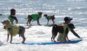 Dogs and their owners prepare to compete in the tandem category
