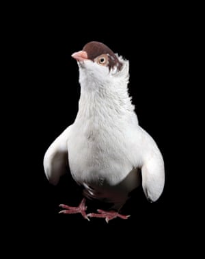 The New York Pigeon In Pictures Environment The Guardian The New York Pigeon In Pictures Environment The Guardian