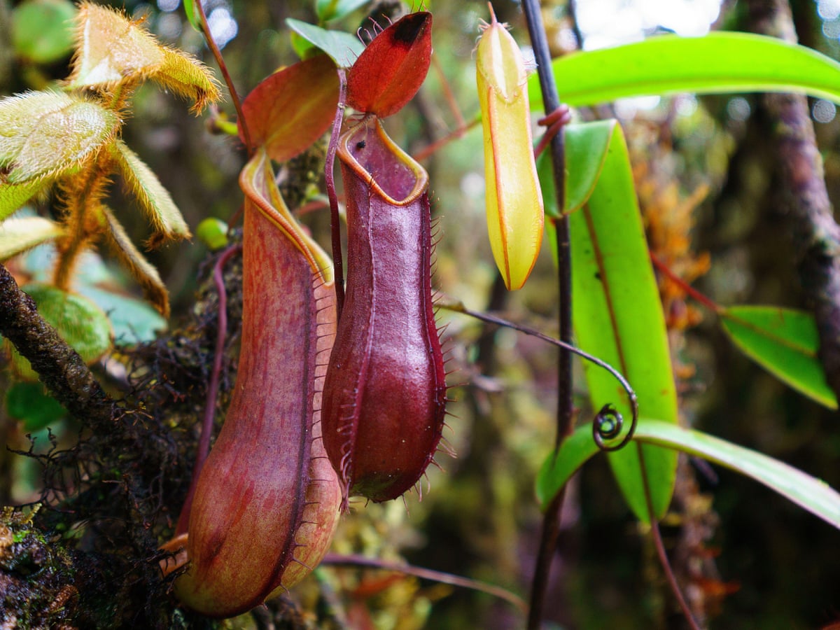 Nepenthes lowii: the carnivorous plant that evolved into a toilet |  Environment | The Guardian
