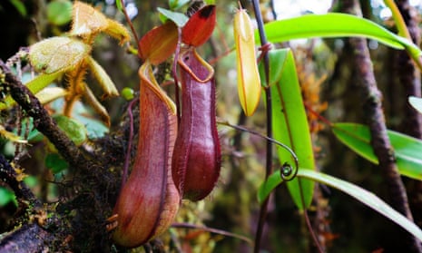 A nepenthes in Borneo