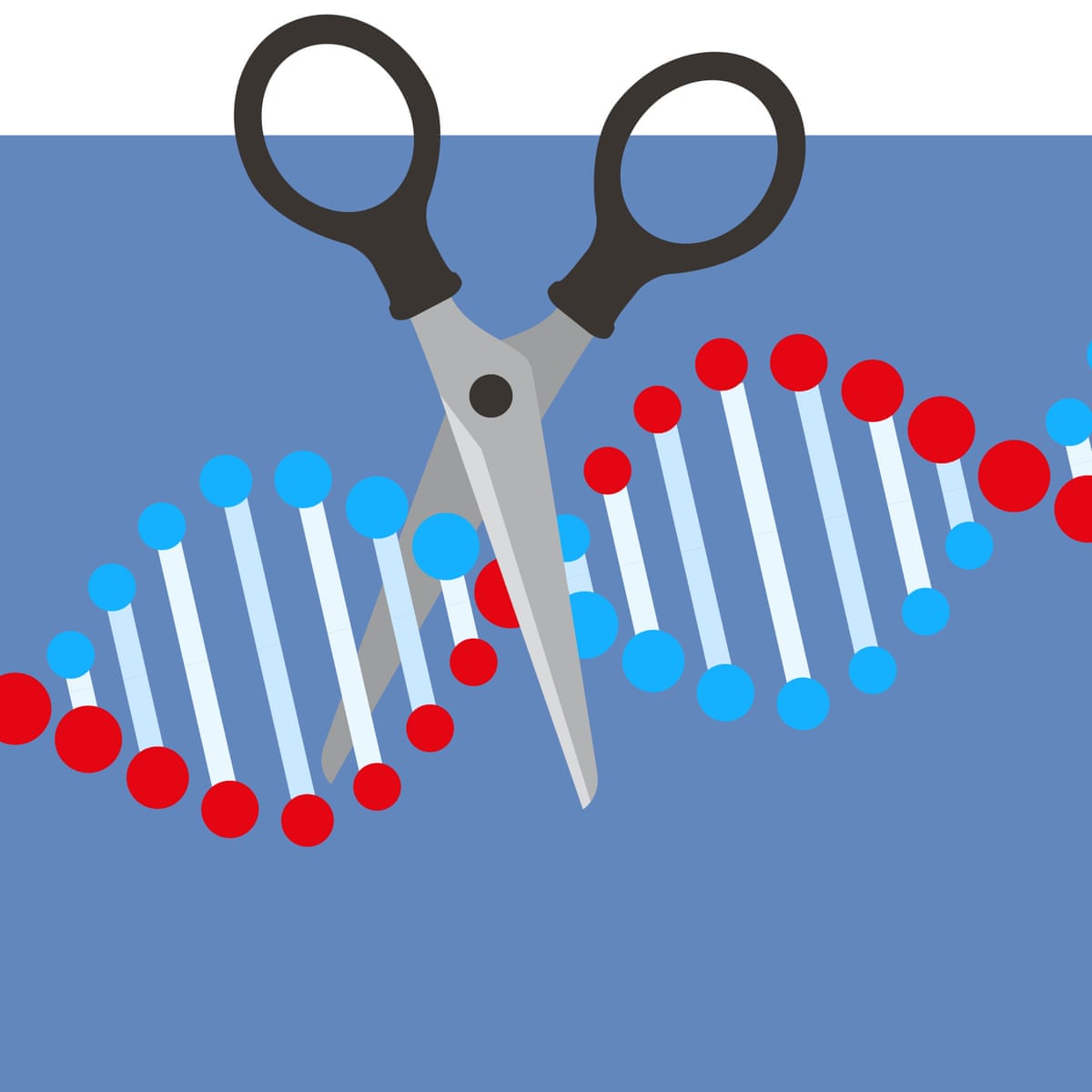 After The Nobel What Next For Crispr Gene Editing Therapies Gene Editing The Guardian