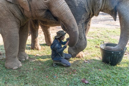 A woman crouches down as she looks at elephant’s trunk as other elephants stand around her