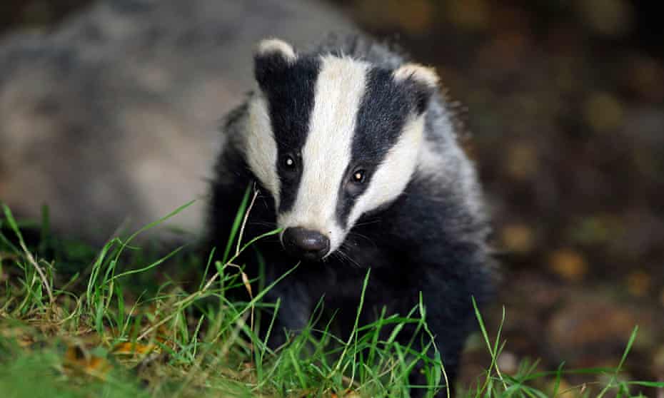 More than 35,000 badgers were killed last year, official figures show.