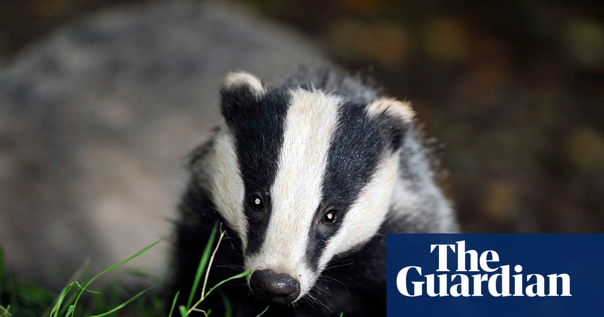 Labour could end badger cull but only with Covid-style testing and vaccines  report