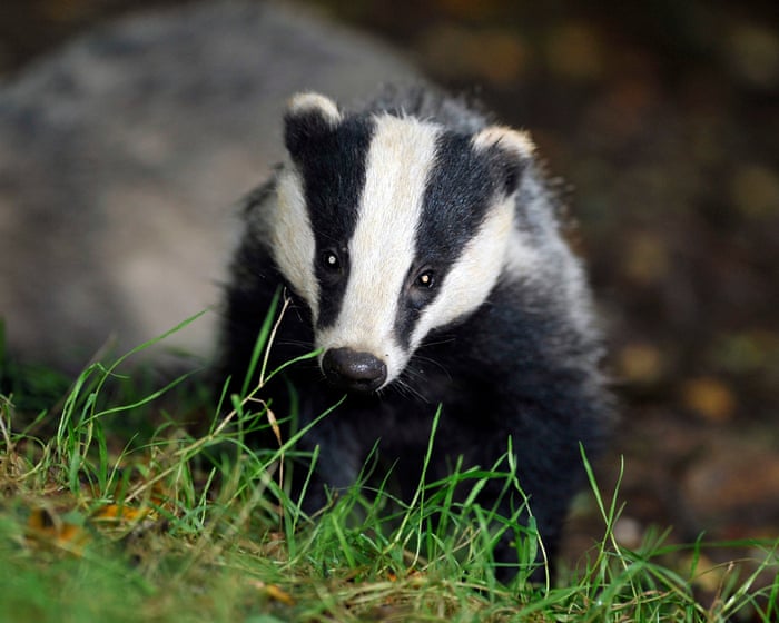 Labour could end badger cull but only with Covid-style testing and vaccines – report