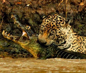 A jaguar hunts in Argentina, where fewer than 250 are believed to survive.