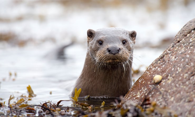 Otters among UK wildlife carrying toxic ‘forever chemicals’, analysis shows Otters among UK wildlife carrying toxic ‘forever chemicals’, analysis shows