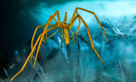 A giant Antarctic sea spider sits on an icy surface.