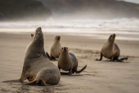 Sea lions on Allans beach