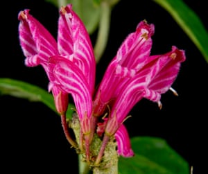 6. A bright pink, candy cane-striped violet from New Guinea