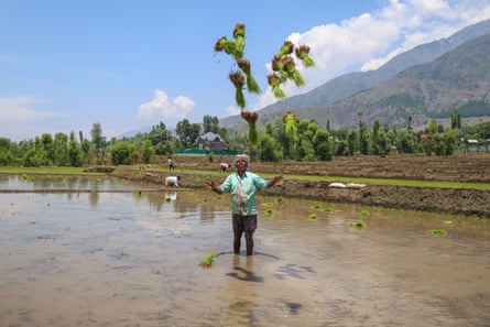 A laborer tosses bundles of rice seedlings into the air before transplanting them in a waterlogged paddy field