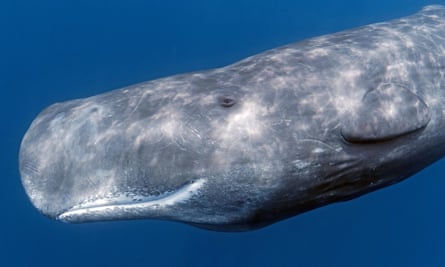 Sperm whale underwater.