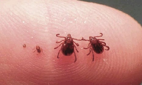 Study finds ticks choose humans over dogs when temperature rises | Science  | The Guardian