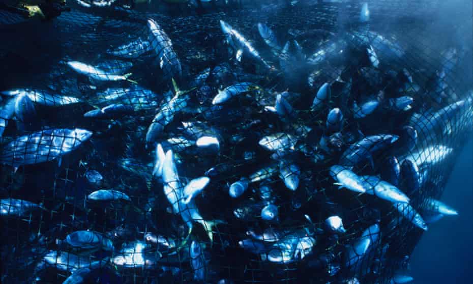 Multitudes of fish trapped in a purse net from Japanese fishing boat, Eikyu Maru. 