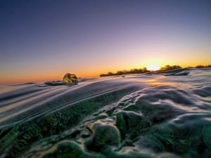 A turtle's beak rises above the waters as the sun sets over the Great Barrier Reef off Queensland in Australia