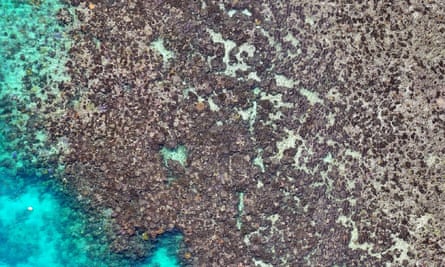 Dead coral at North Point reef off Lizard Island in June.