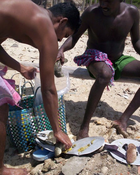 Divers with their catch of sea cucumbers from the Gulf of Mannar.