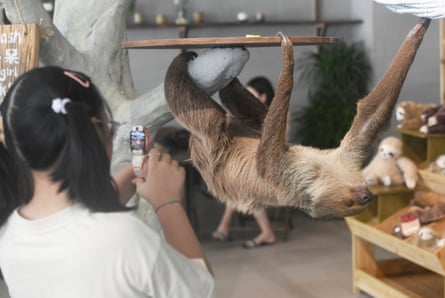 A person uses a phone to photograph a sloth hanging upside down from a rail