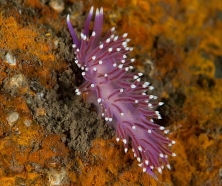 Flabellina pedata. The head end uppermost and can be identified by two tentacle-like projections known as rhinophores, which contain chemosensory organs.