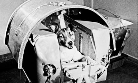 A view of Laika, the female dog the Russians say is riding in outer space as a passenger aboard Sputnik II, 5 November 1957.