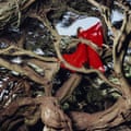 Hannah Frances Nested in Tangles Album artwork