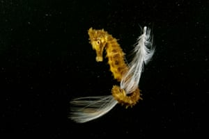 Underwater Life - 1st Place | I Go Flying, I Come Flying by Francisco Javier Murcia Requena. Seahorse holding on to feather