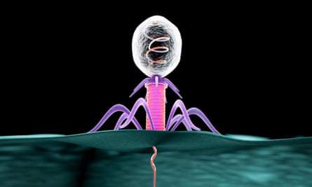 An illustration of a phage, a virus which infects bacteria.