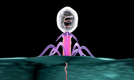A computer illustration of a bacteriophage