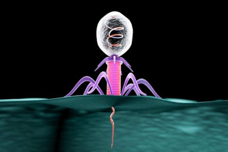 A computer illustration of a bacteriophage