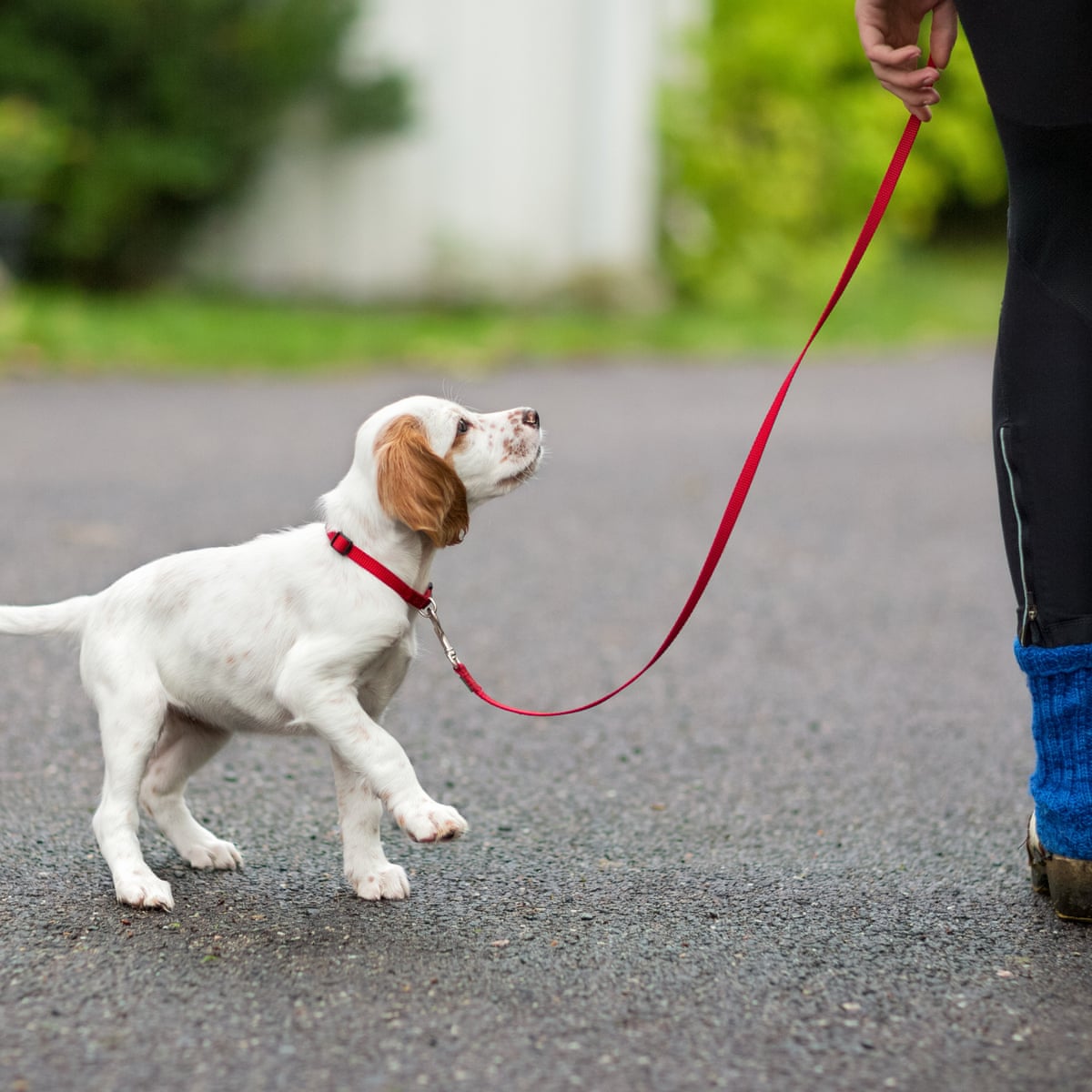 Dog walkers at Howard University infringe on 'black Mecca', students say |  Washington DC | The Guardian