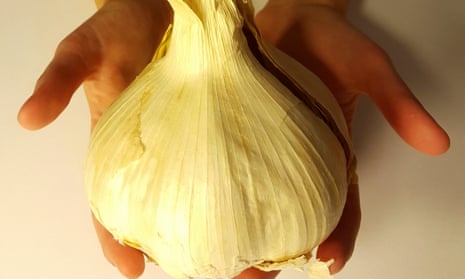 giant odourless garlic