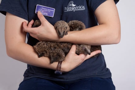 Hedgehogs at a hedgehog rescue centre