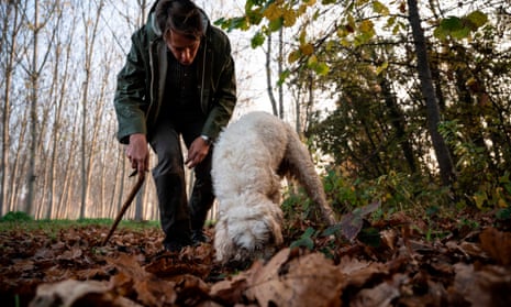 Carlo Marenda and his dog search for white truffles in Roddi, near Alba, north-western Italy.