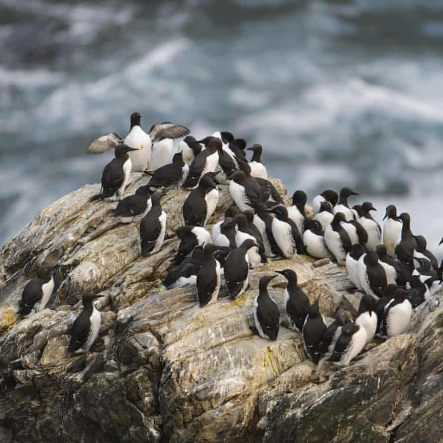 Guillemots still flock on cliffs at the Sumburgh Head RSPB reserve on Shetland – but in far fewer numbers.