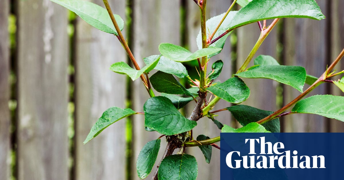 The art of grafting: joining two plants together to grow as one is horticultural magic