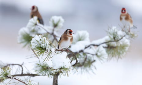 European goldfinches in Scotland