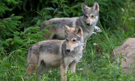 wolf pups stand in grass