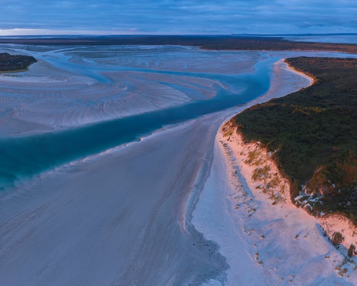 Labor greenlights contentious Robbins Island windfarm despite fears for endangered orange-bellied parrot